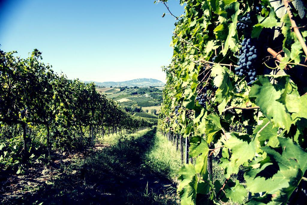 Tenuta Santini Villa Coriano Exterior foto